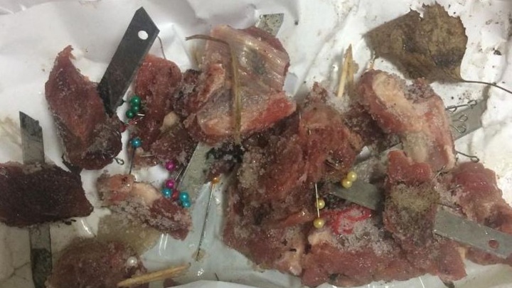 Красноярских собачников напугали живодерами, разбрасывающими опасное мясо в Северном