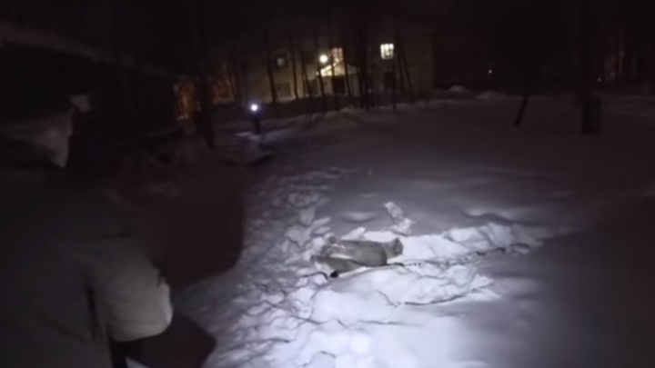 В Северодвинске люди открыли стрельбу по голодной рыси