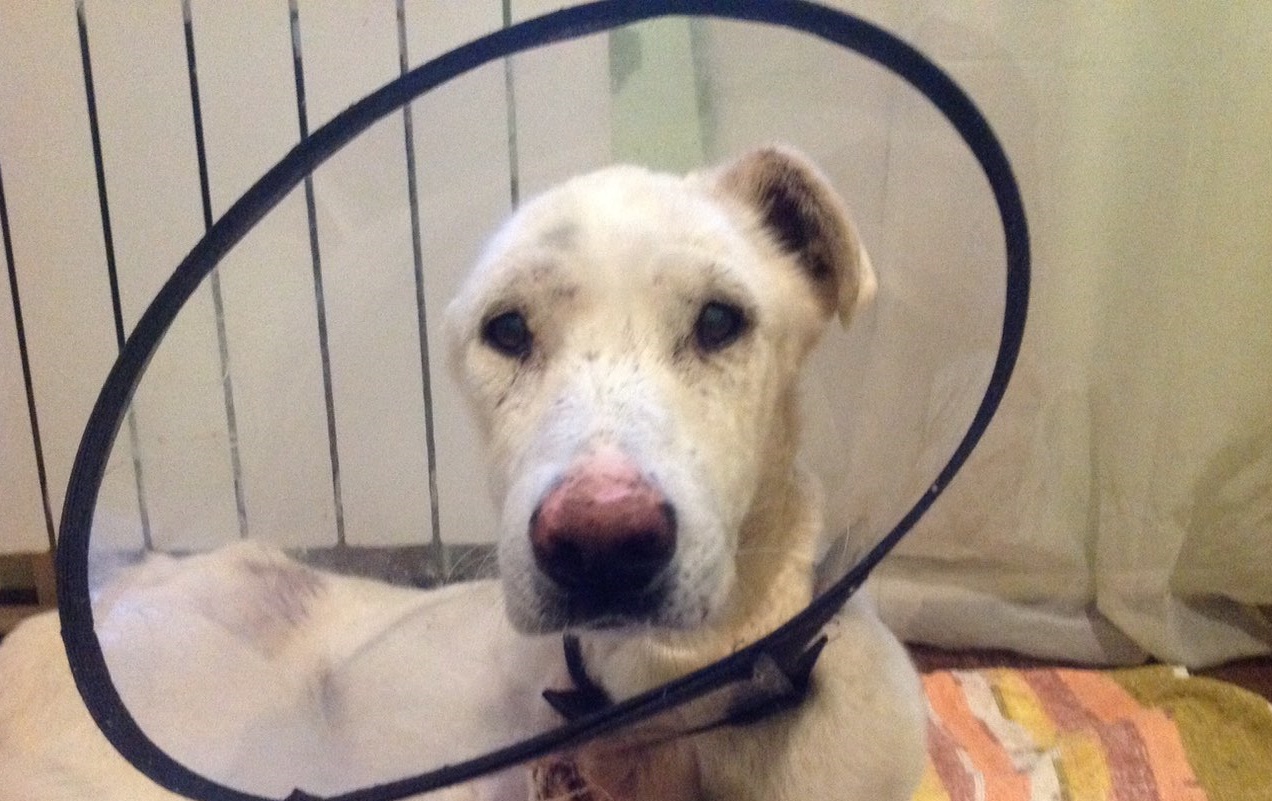 «Ухо и лапу пришлось отрезать»: в Волгограде волонтеры спасают расстрелянного в упор пса