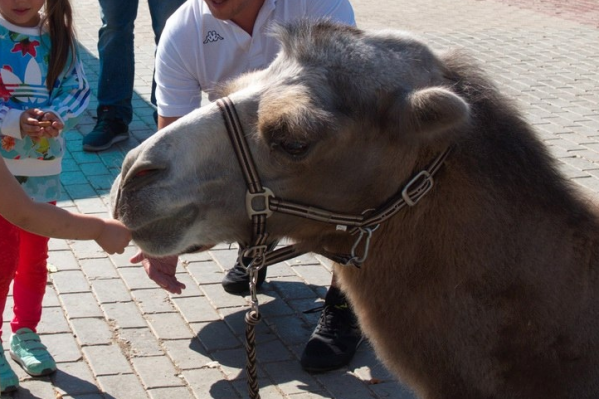 Верблюд Лексус скоро будет жить в более комфортных условиях Верблюд Лексус скоро будет жить в более комфортных условиях