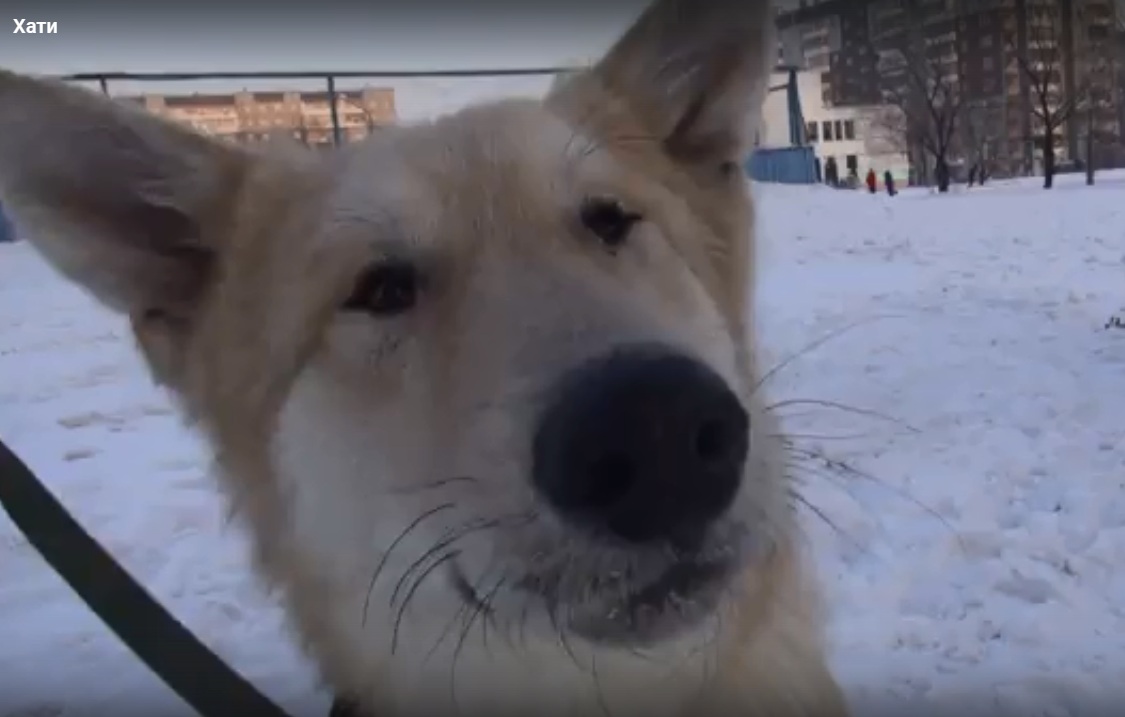 Волонтеры сняли трогательный ролик от имени слепого пса Хати