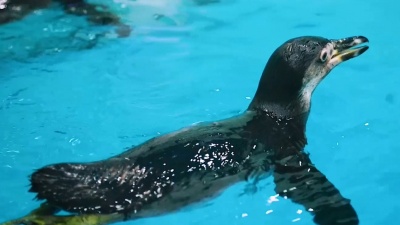 «Два мальчика и одна девочка»: в самарский океанариум привезли краснокнижных пингвинов Гумбольдта