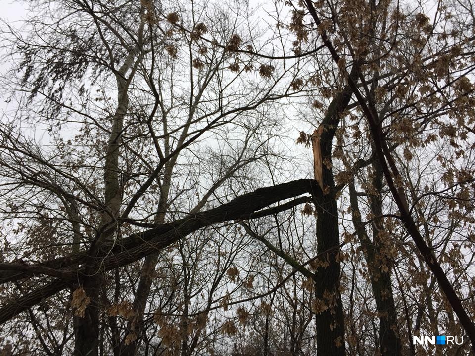 Дерево, угрожавшее детям, убрали только после обращения депутата Госдумы в Нижнем Новгороде