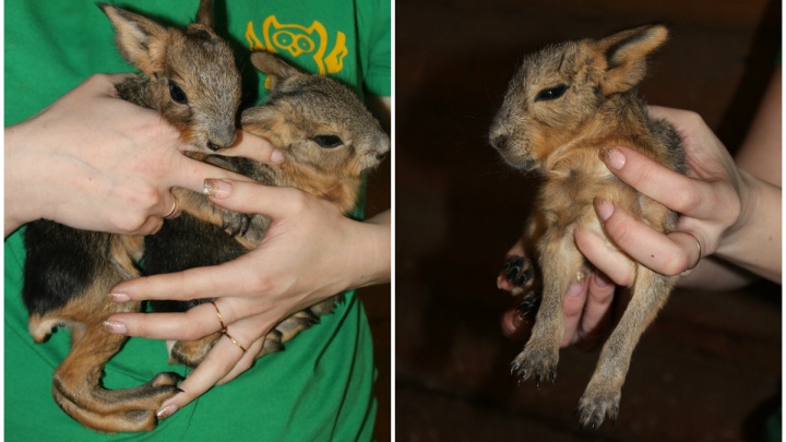 Свинка или заяц? Малыши патагонских мар родились в зоопарке «Лимпопо»