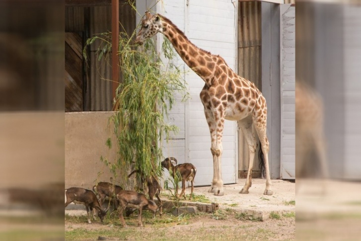 Муфлоны теперь живут с жирафами