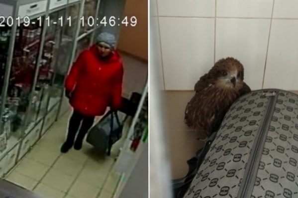 Птицу в клинику подбросила женщина в красной куртке Птицу в клинику подбросила женщина в красной куртке
