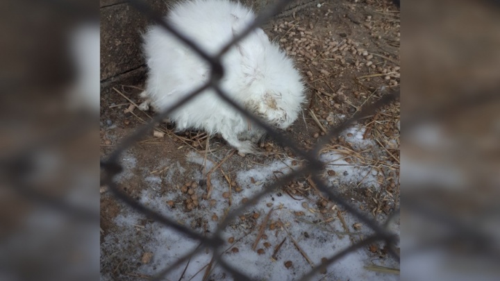 Стал жертвой страсти: челябинцев шокировал измученный кролик из контактного зоопарка