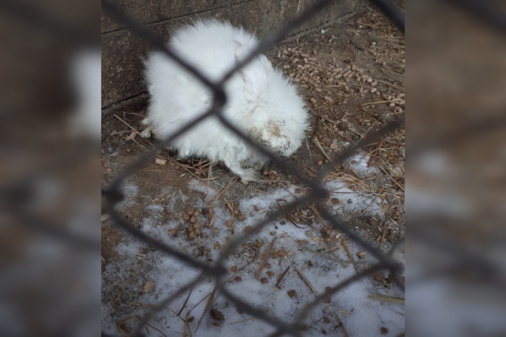 Полуживого кролика оставили на морозе