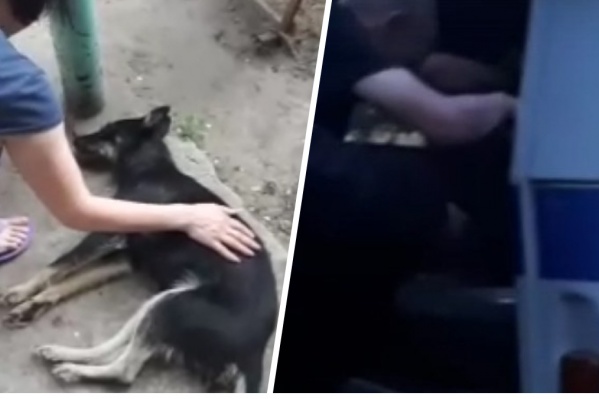 Собака была еще жива, когда ее нашли Собака была еще жива, когда ее нашли