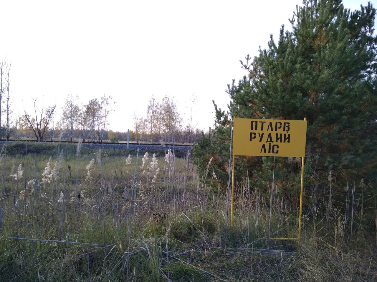 Рыжий лес — одно из самых опасных мест на планете Рыжий лес — одно из самых опасных мест на планете
