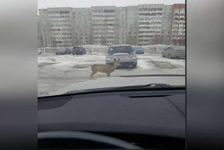 Блуждающее дикое животное на оживленных улицах засняли жители города Блуждающее дикое животное на оживленных улицах засняли жители города
