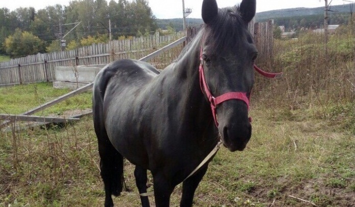 Девочка решила напугать лошадь и погибла от удара её копыта