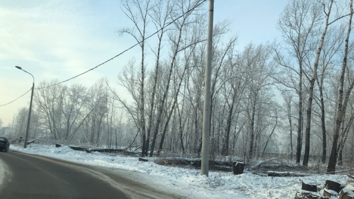 На Ярыгинском проезде начали обрезать и вырубать деревья