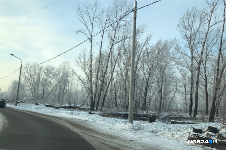 Вырубленные деревья на Ярыгинском проезде