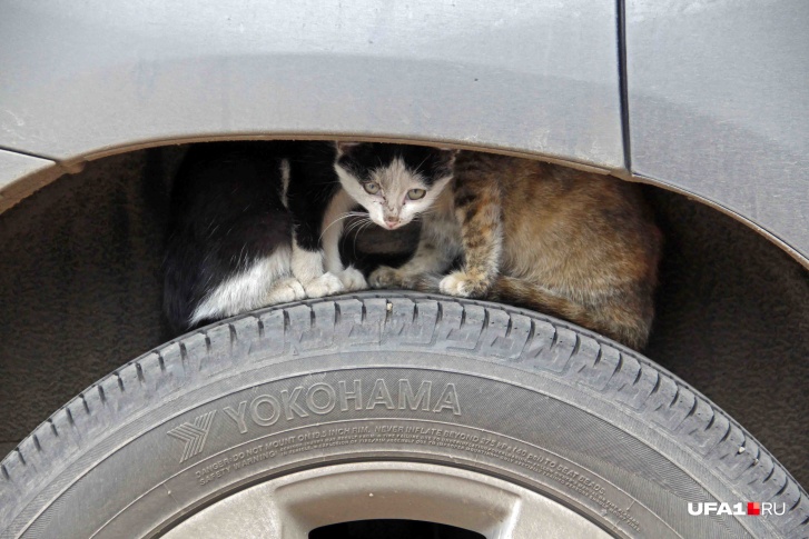 Проверяйте автомобили перед запуском — холодными ночами под капотом любят греться уличные коты