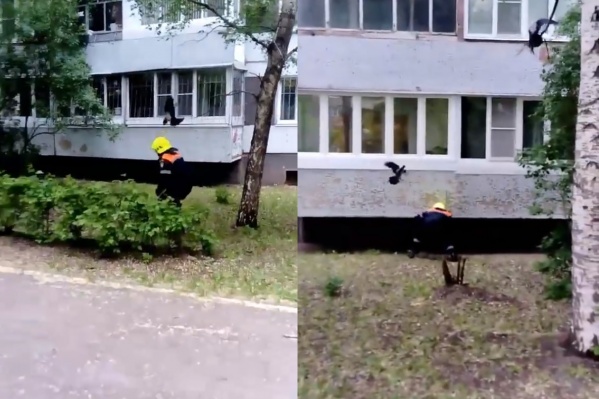 Вороны нападали и на спасателей Вороны нападали и на спасателей