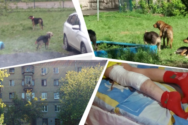 Прохожие отбили искусанную девочку у этой своры собак Прохожие отбили искусанную девочку у этой своры собак