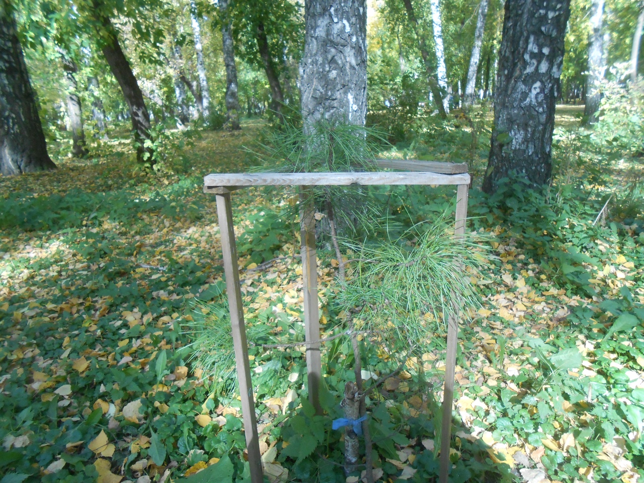 Вот такие оградки вокруг деревьев часто разрушают посетители парков, рассказала Марина Вот такие оградки вокруг деревьев часто разрушают посетители парков, рассказала Марина