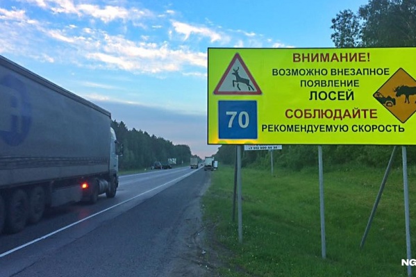 Недавно на трассах Новосибирска появились знаки, предупреждающие о внезапном появлении лосей Недавно на трассах Новосибирска появились знаки, предупреждающие о внезапном появлении лосей