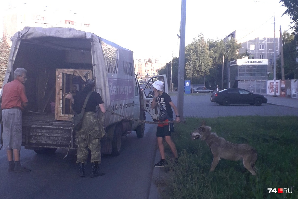 Просто волк выпал из «Газели» в Челябинске, ничего необычного