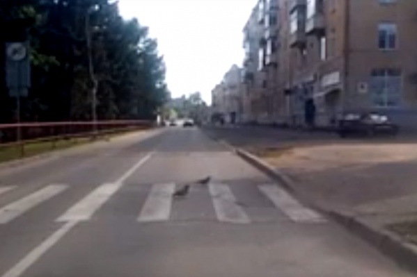 Голуби неспешно прошагали по зебре Голуби неспешно прошагали по зебре