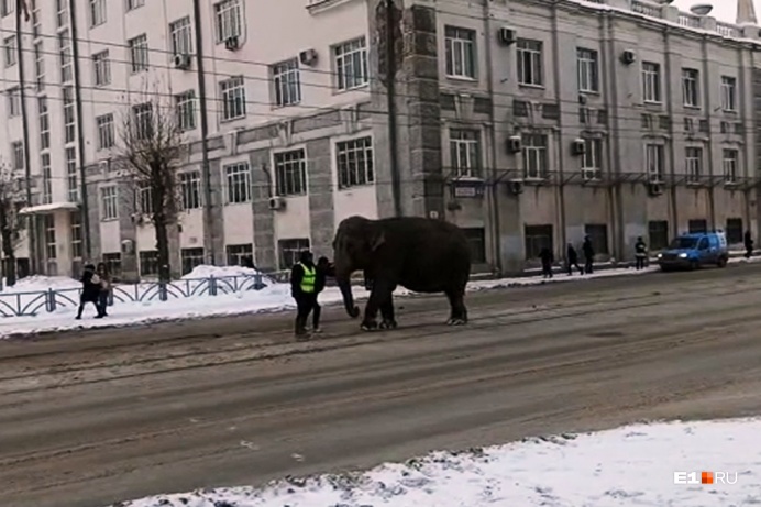 Пока слонов ловили, пришлось перекрывать дорогу Пока слонов ловили, пришлось перекрывать дорогу