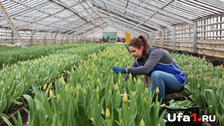 К 8 Марта в Уфе вырастили 60 тысяч тюльпанов