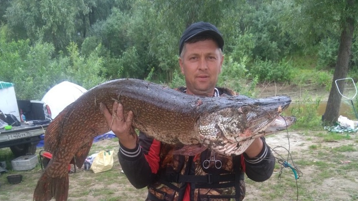 Что-то давно здесь не было щук. Что скажете об этой особи?