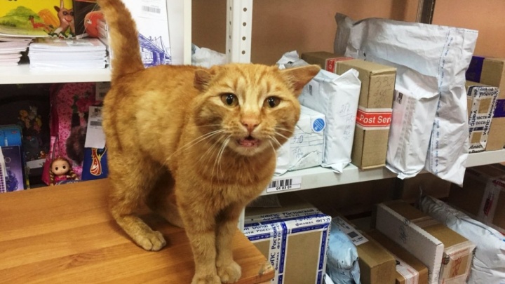 Рыжий кот вернулся на омскую почту и получил новую форму сотрудника