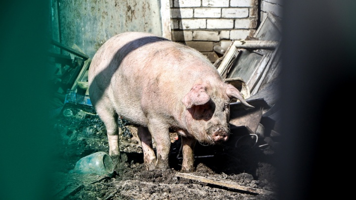 Коров, овец, кур и других животных помещают на карантин из-за чумы свиней в Нижегородской области