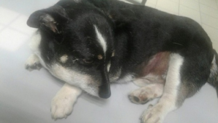 «Беги по радуге, малыш»: в Перми умер пес Басик, которого избили и расстреляли живодеры