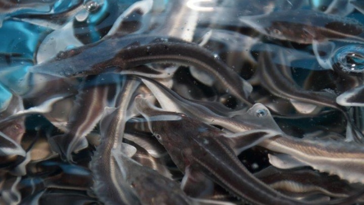 Свободу стерляди: в Самарской области в Волгу выпустили 12 тысяч мальков «царской рыбы»
