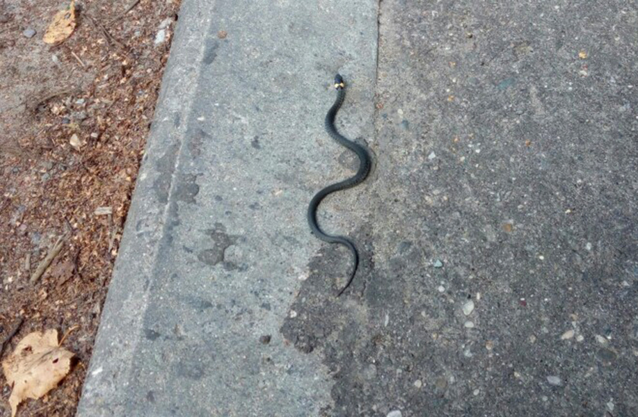 В Ярославле по тротуару ползает змея