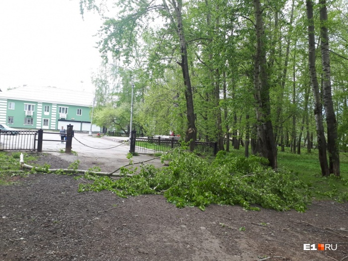 Та самая ветка, которая сильно покалечила Веру Попову Та самая ветка, которая сильно покалечила Веру Попову