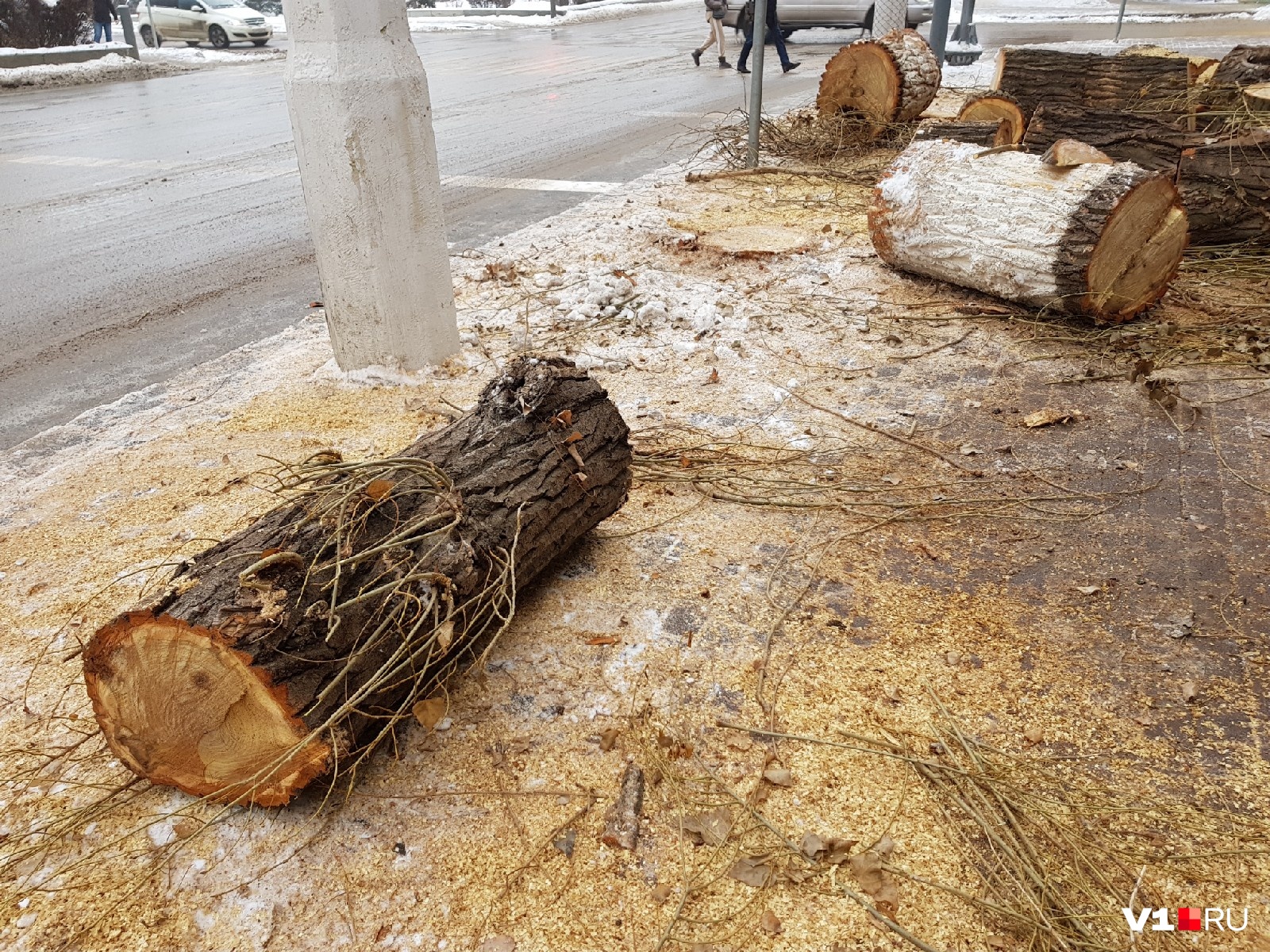 «Нужно избавляться»: срубленные тополя у администрации Волгоградской области признали больными