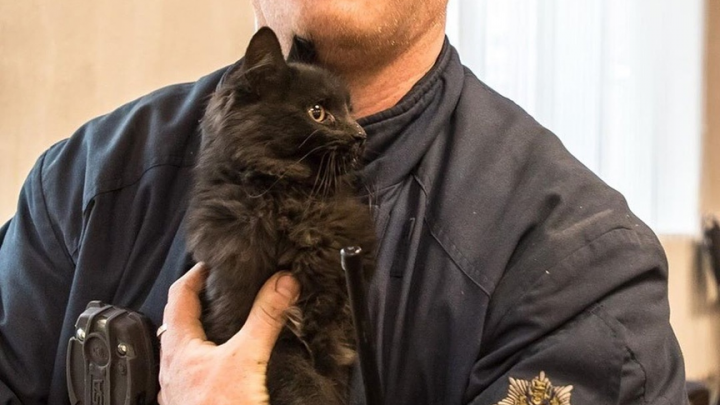«Накормлен и отвезён в ветклинику». В Архангельске спасатели помогли котёнку, застрявшему в музее