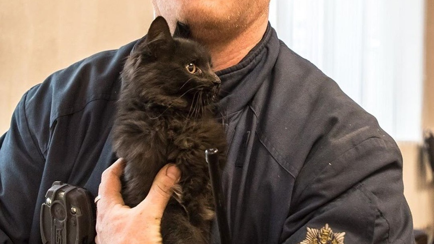 «Накормлен и отвезён в ветклинику». В Архангельске спасатели помогли котёнку, застрявшему в музее