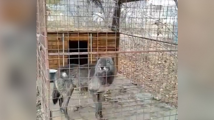 В Башкирии посреди города нашли волчицу в клетке