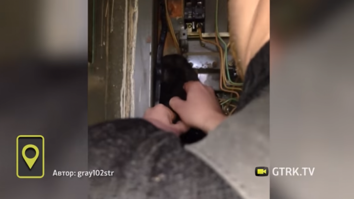 Пушистый пленник: в Башкирии кот застрял в электрощитке