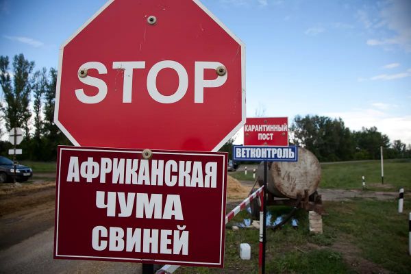 В Семеновском районе зарегистрирована новая вспышка АЧС В Семеновском районе зарегистрирована новая вспышка АЧС