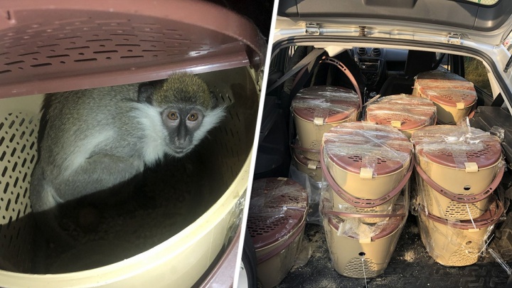 В Ростовской области пресекли контрабанду диких обезьян