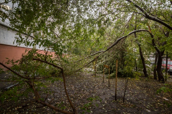 В Новосибирске ветер будет значительно слабее, чем по области В Новосибирске ветер будет значительно слабее, чем по области