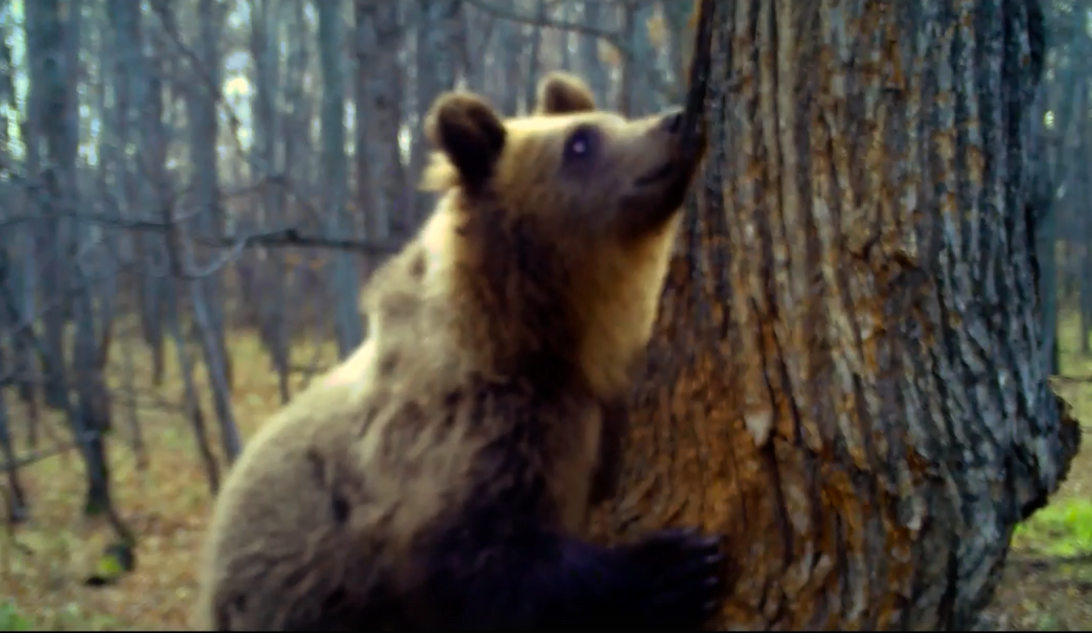 Украсть медведя. Национальный парк Башкирия медведи. Медведь ест мед в лесу. Медведь с медом. Медвежонок ворует мед.