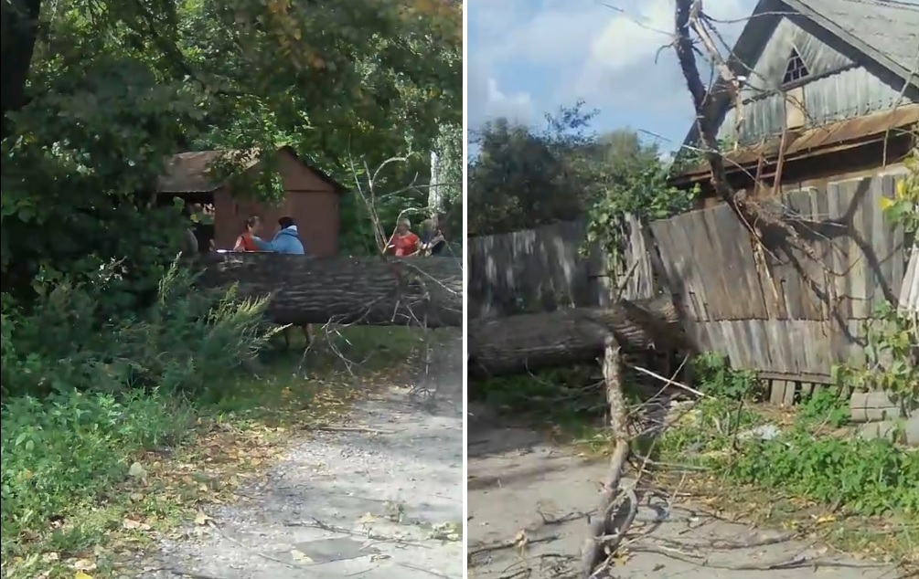 Прямо во двор: упавшее дерево обесточило в Ярославле две улицы
