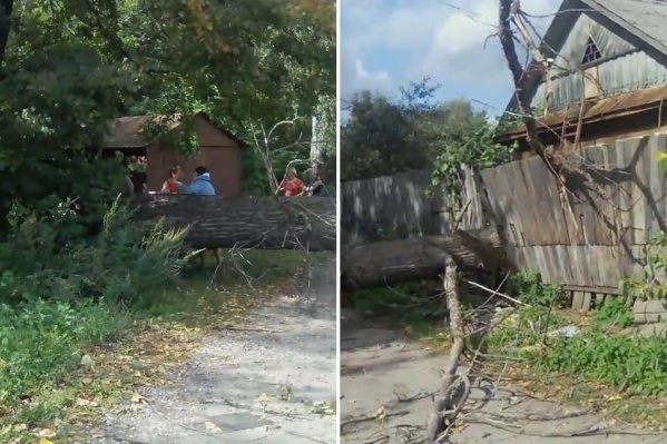 Дерево снесло столб и оборвало провода Дерево снесло столб и оборвало провода
