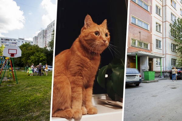 Сейчас проводится экспертиза, которая покажет, отчего умер кот Мотя Сейчас проводится экспертиза, которая покажет, отчего умер кот Мотя