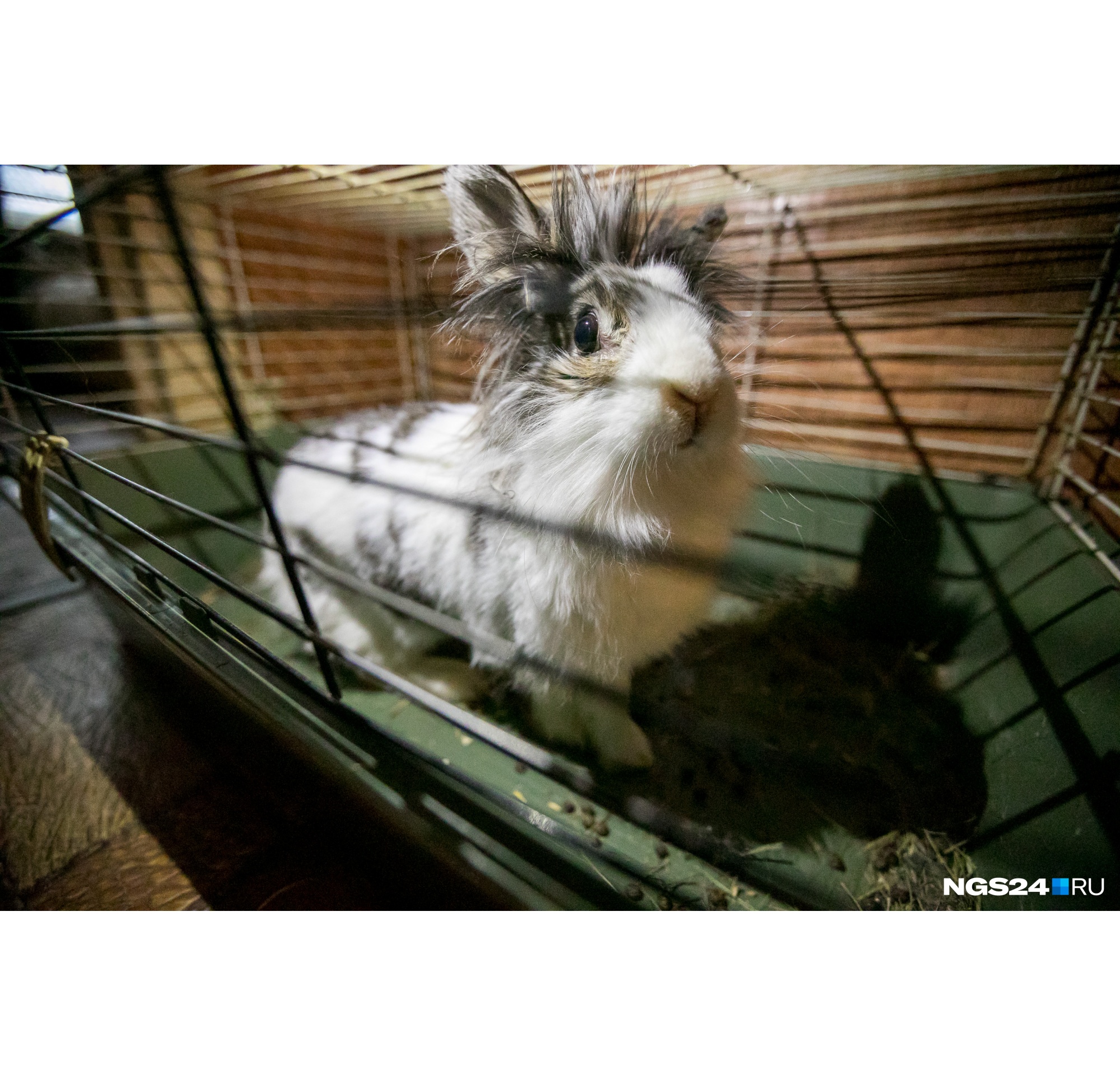 За всеми животными ухаживают сами девочки За всеми животными ухаживают сами девочки