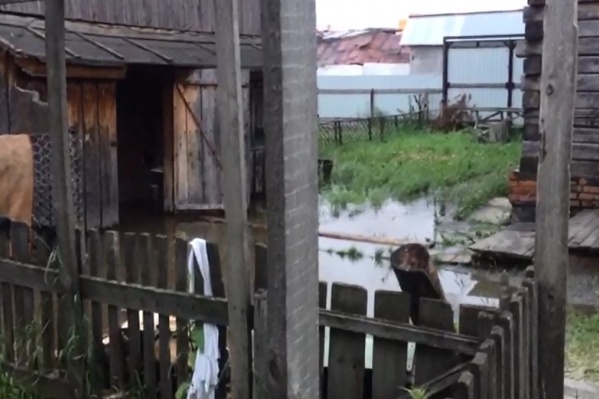 Вода затопила весь участок Вода затопила весь участок