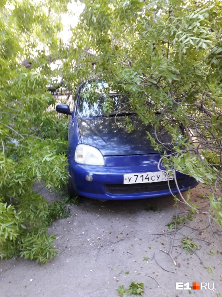 Старое дерево во дворе дома в Завокзальном рухнуло на машину,  припаркованную на газоне | 30.05.2019 | Екатеринбург - БезФормата