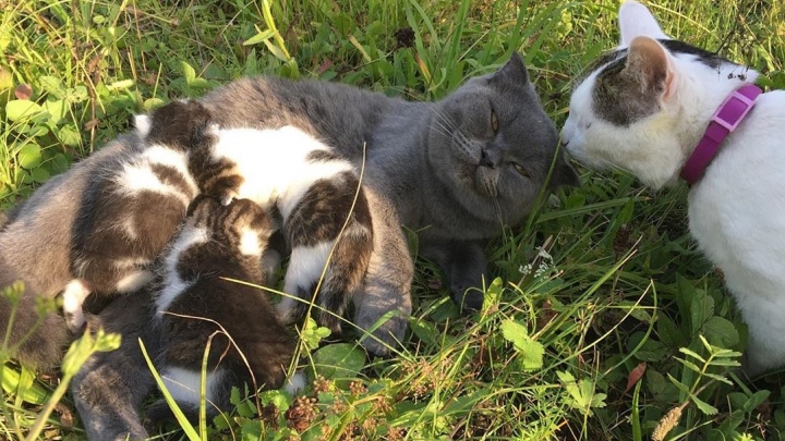 Минутка милоты: самый знаменитый кот Башкирии стал отцом